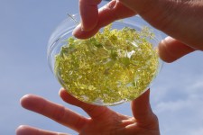 solarisation