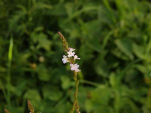 vervain