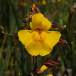 Mimulus