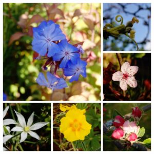 fleurs de bach