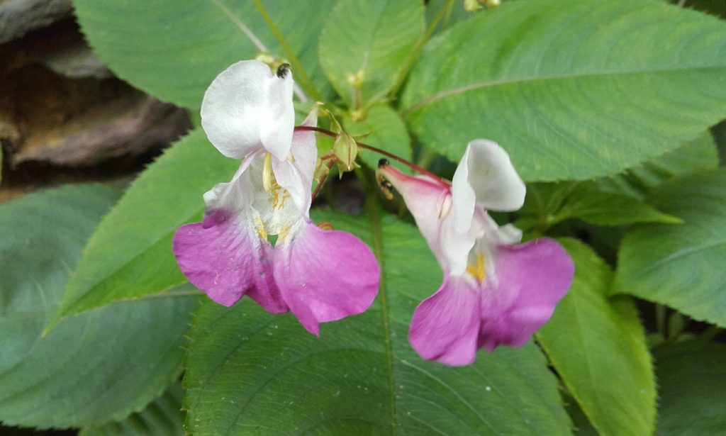 Impatiens