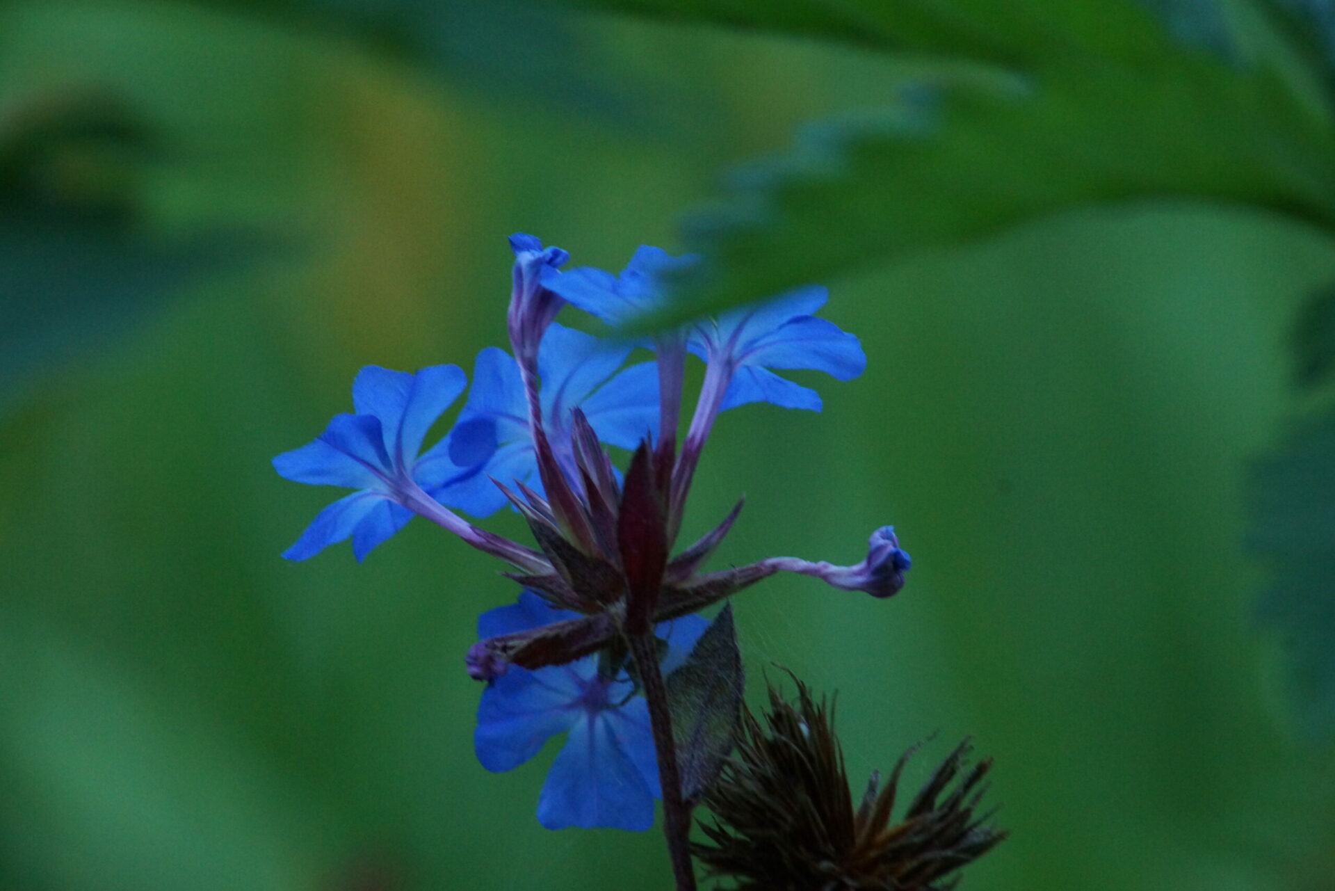 Fleurs-Etoiles